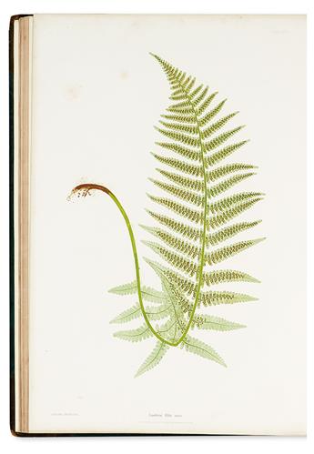 MOORE, THOMAS. The Ferns of Great Britain and Ireland ... Edited by John Lindley ... Nature-Printed by Henry Bradbury.